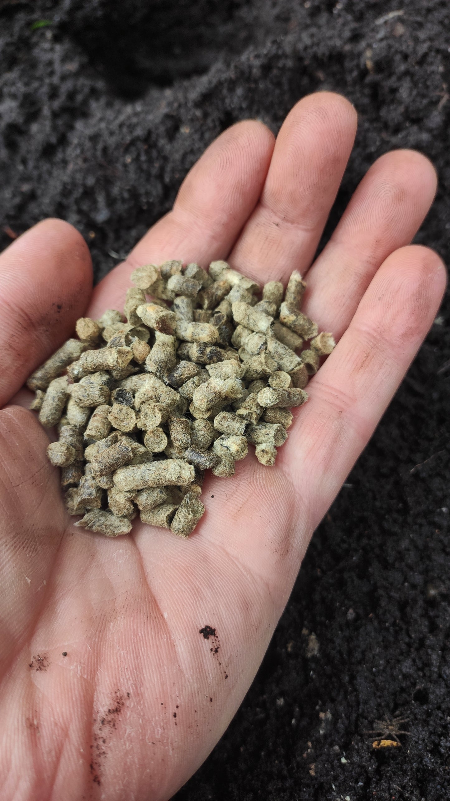 Sheep's wool pellets