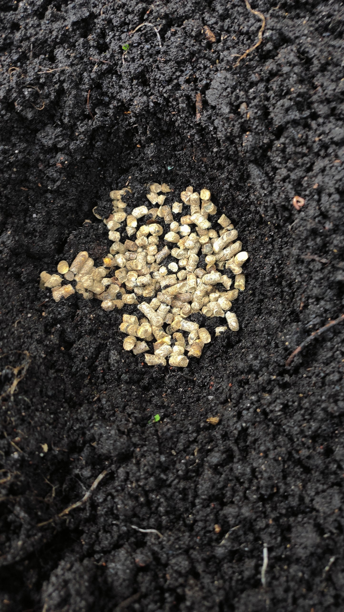Sheep's wool pellets