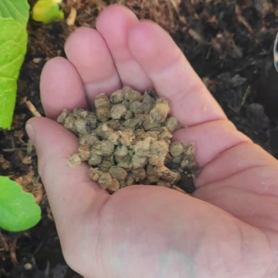 Schafwollpellets im Einsatz mit Logo und Sounnd