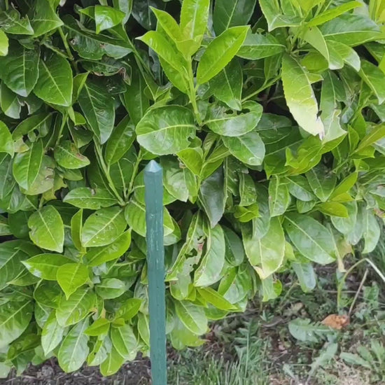 Video Silikon Regenmesser