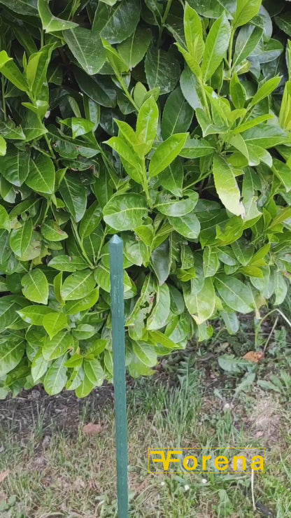 Video Silikon Regenmesser